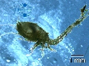 PlanktonNet Image