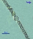 Aphanizomenon ovalisporum