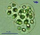 Gloeocystis sp