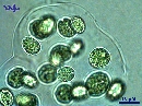 Gloeocystis sp