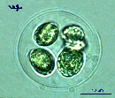 Gloeocystis sp