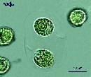 Gloeocystis sp