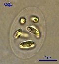 Nephrocytium agardhianum