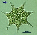 Pediastrum simplex echinulatum