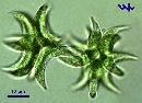 Selenastrum bibraianum