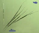 Closterium aciculare var subpronum