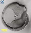 Protoperidinium subinerme