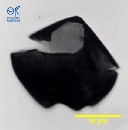 Protoperidinium sp