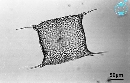 Odontella sinensis
