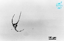Neoceratium longipes