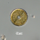 Actinoptychus senarius