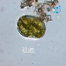 Actinoptychus senarius