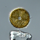 Actinoptychus senarius