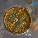 Actinoptychus senarius