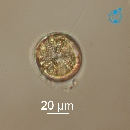 Actinoptychus senarius