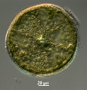 Actinoptychus senarius