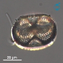 Actinoptychus senarius