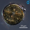 Actinoptychus senarius