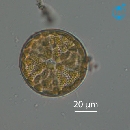 Actinoptychus senarius