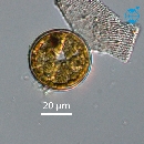 Actinoptychus senarius