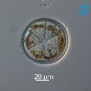 Actinoptychus senarius