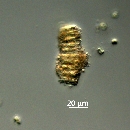 Brockmanniella brockmannii