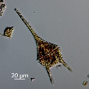 Neoceratium lineatum