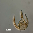 Neoceratium azoricum