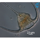 Neoceratium tripos