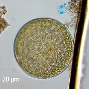 Coscinodiscus radiatus