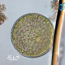 Coscinodiscus radiatus