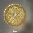 Coscinodiscus radiatus