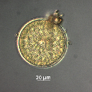 Coscinodiscus radiatus