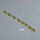 Guinardia delicatula