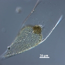 Neocalyptrella robusta