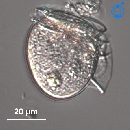 Phalacroma rotundatum