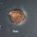 Protoperidinium thorianum