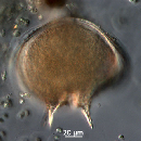 Protoperidinium depressum