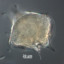 Protoperidinium depressum