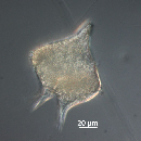 Protoperidinium depressum