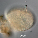 Protoperidinium depressum