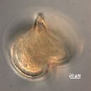 Protoperidinium depressum