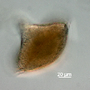 Protoperidinium depressum