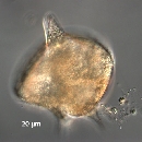 Protoperidinium depressum