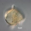 Protoperidinium depressum