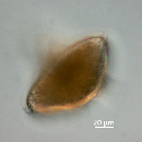 Protoperidinium depressum