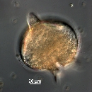 Protoperidinium depressum