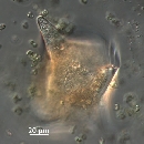 Protoperidinium depressum