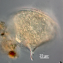 Protoperidinium depressum