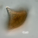 Protoperidinium depressum